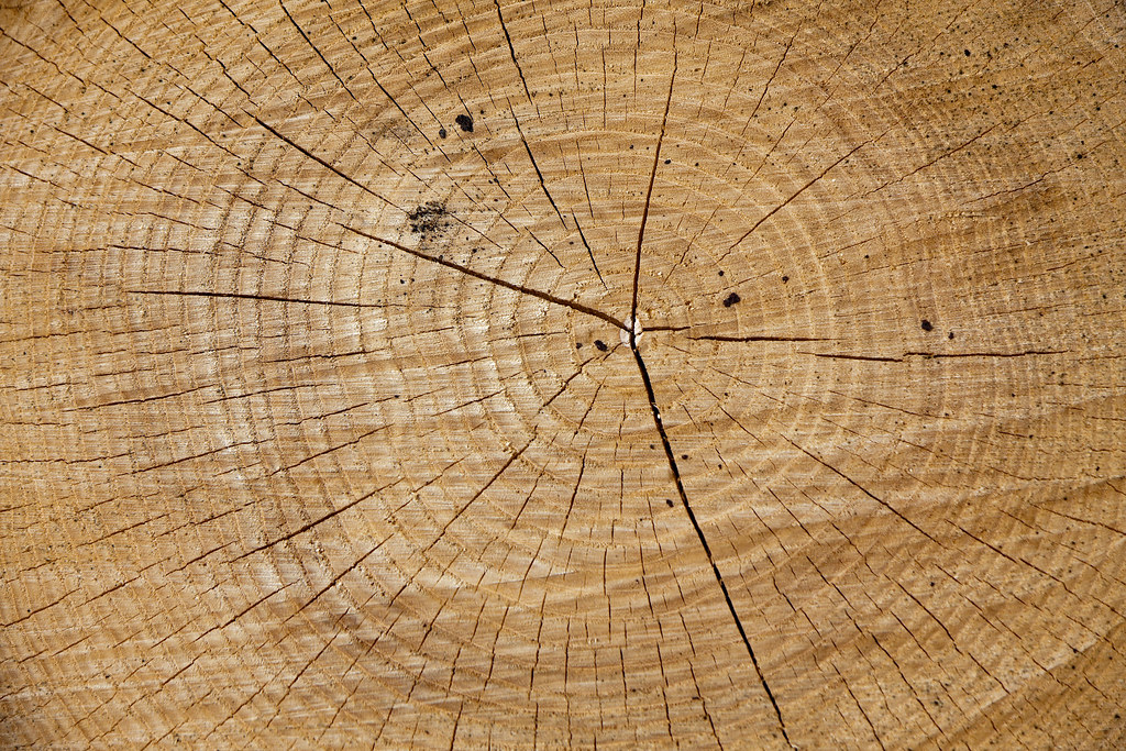 Close view of a freshly cut trunk cross-section showing growth rings and radial checks